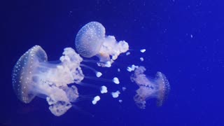 Jellyfish - HD video - Part 2