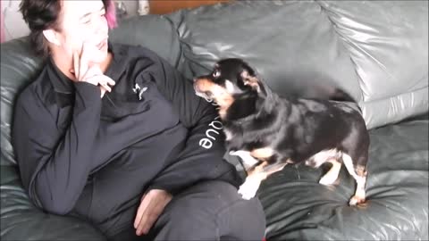 Cute Puppy about to sleep until he hears his FAVORITE SONG!!