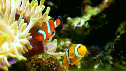 Clown fish and sea anemone in the reef