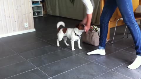 Jack Russell terrier tricks