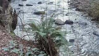 Shimmering Creek (no narration)