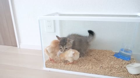 Kitten Kiki didn't want to part with the chicks, so she did something unexpected