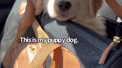 Fluffy Bundle of Joy: Golden Retriever Puppy Video That Will Make You Smile!