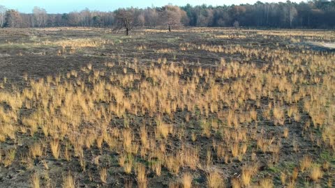 After the heather burn in National Parc Meinweg