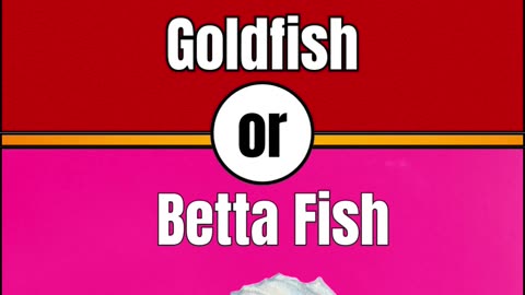 would you rather ? pet