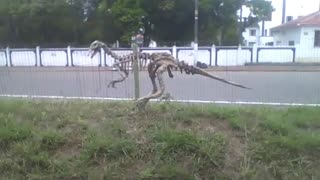 Sculpture of a dinosaur skeleton at the science museum [Nature & Animals]