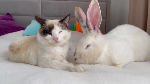 Funny Cat Reaction to Giant Rabbit