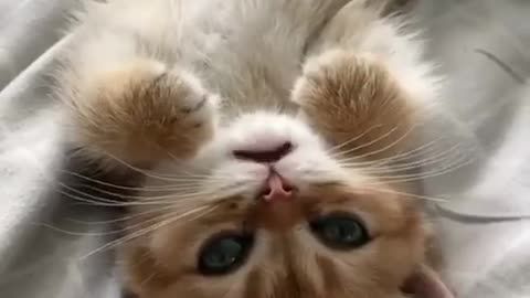 Kitten (котенок) ❤️