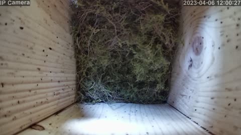 Tit building a nest