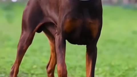 Doberman evolution || #Doberman #dogs #shorts #viral