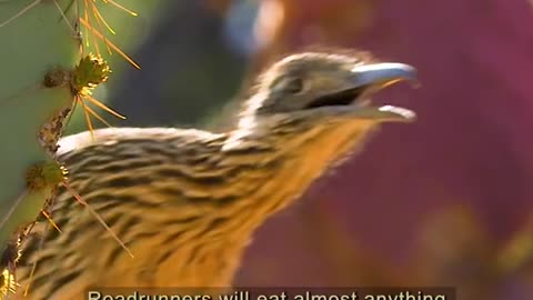 Bird's Culinary Adventure with Insects