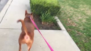 Dog doing hand stand!