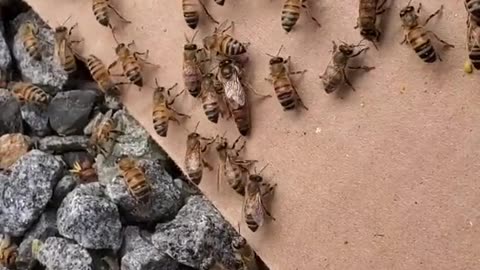 50 thousands bees in a shed 🐝🤯