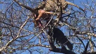 Two Leopards Battle Over a Carcass! 😱😱😱