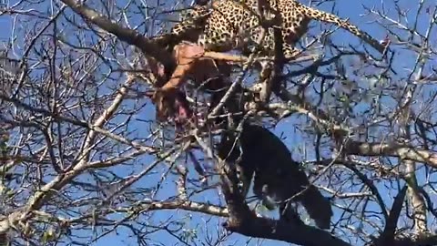 Two Leopards Battle Over a Carcass! 😱😱😱
