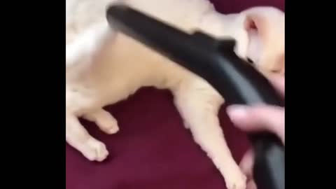 Cleaning the cat with a vacuum cleaner