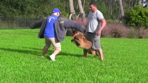 How To Make a Dog Fully Aggressive With Few Simple Tips