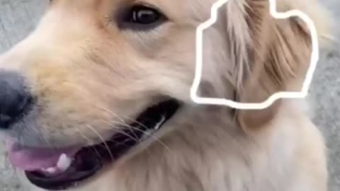 funny cute puppy video