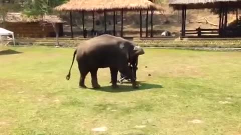Elephant protects human