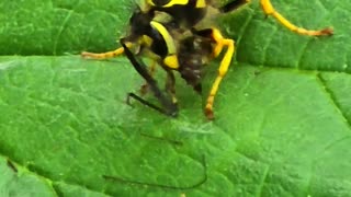 Hornet chilling while eating / beautiful hornet.