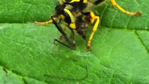 Hornet chilling while eating / beautiful hornet.