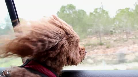 The Dog In The Car Gets High From The Headwind