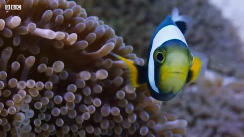 Amazing Clownfish Teamwork | Blue Planet II | BBC Earth