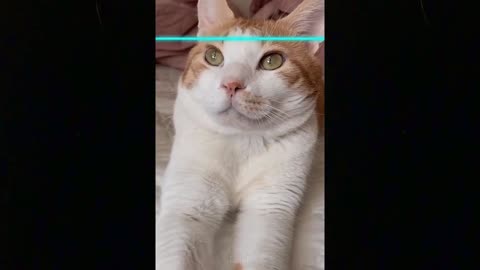 Time Warp Scan Tik Tok Cat Compilation - Cutest Lands