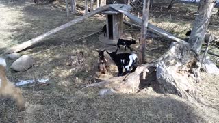 Meet Nigerian Dwarf Goat Doeling Built on the Rock Kona Jasper/BLUE EYED