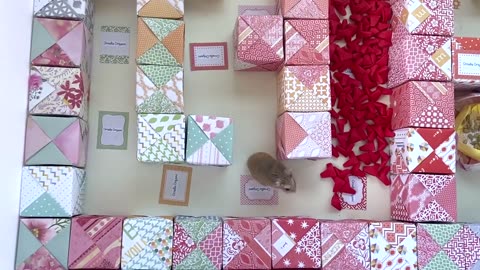 Hamster in Amazing Origami Maze with Sand Box, Delicious Treats and Love Hearts Tunnel | fun DIY