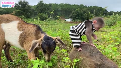 Obedient helps dad feeds the goat