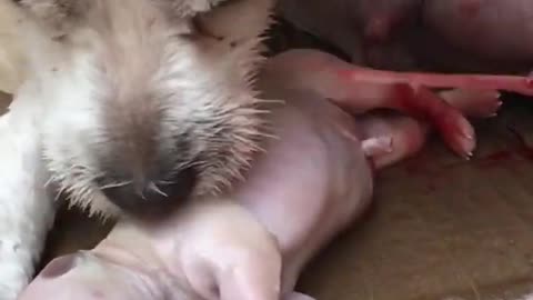 Fascinating Video of A Dog Giving Birth To A Puppy