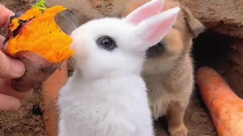 The little rabbit eating sweet potato is making the dog behind it drool in envy.