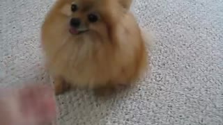 Pomeranian growling