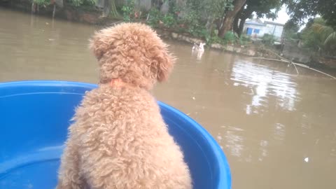 Puppy gets to ride a boat for the first time