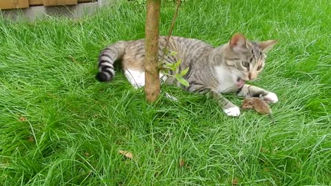 Cat catches mouse .cat plays with mouse.cat is about to eat the mouse...!