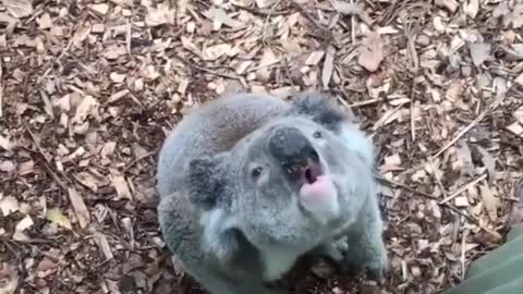 Silly Koala (Funny Animals)