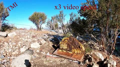 HUGE bee hive found inside a spider hole aka [ prepper tool ]