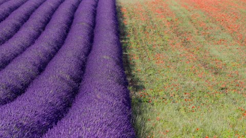 Lavender Fields of the Provence, France (4K Stock) (1)