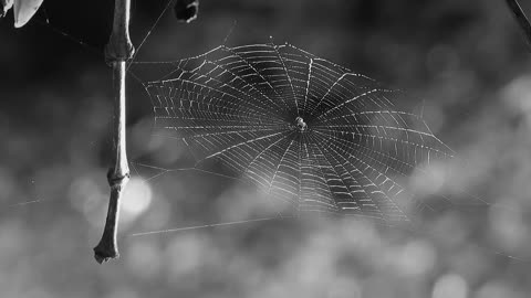 Spider Web Nature Fauna Insects Colombia