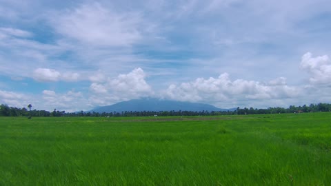 Rice Paddy Time Lapse