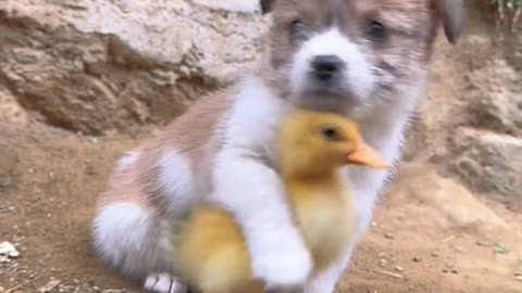 Friendship between a playful Puppy and a tiny, fluffy chick.