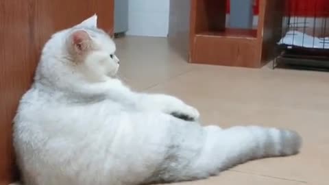 Cute cat video 😍😍