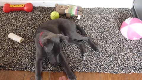 Cute lurcher puppy learns a trick at 12 weeks old