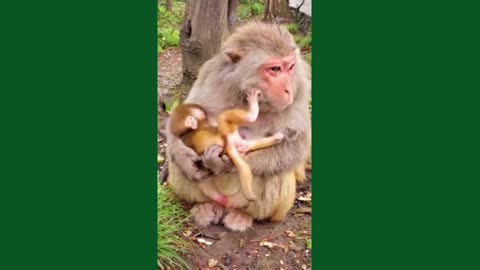 Cute and adorable monkey Part 3