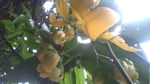 Um lindo cacho de acácia amarela é vista no parque, lindas flores! [Nature & Animals]