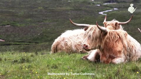 Bullheaded by Turbo Cummins