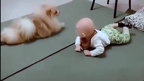 Puppy Taught Baby The Crowel
