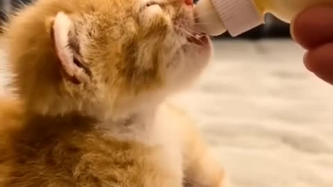 Cat funny video cat drinking milk