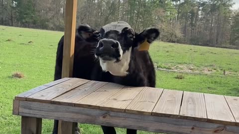 Strange looking dog scratching neck with table